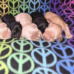 Cocker Spaniel Puppies from Top Notch Cocker Spaniels