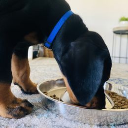 Doberman Pinscher Puppies from TeatreeDoberman