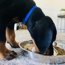 Doberman Pinscher Puppies from TeatreeDoberman