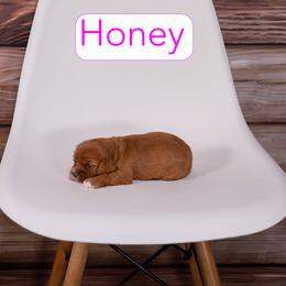 Honey - Red female Cavapoo puppy in Calhoun, Georgia from Happy Top Doodles