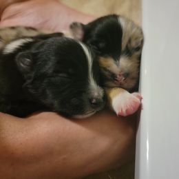 Australian Shepherd Puppies from Summit Australian Shepherds