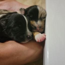 Australian Shepherd Puppies from Summit Australian Shepherds