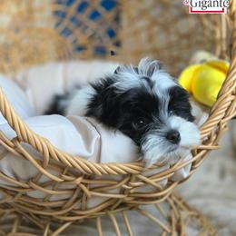 Jinu - Parti male Yorkshire Terrier puppy in California from Corazon de gigante