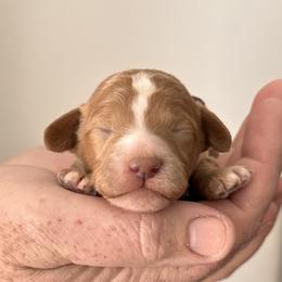 Iron Man-Black - Red  male Goldendoodle puppy in Asheboro, North Carolina from Southern Bred Pups