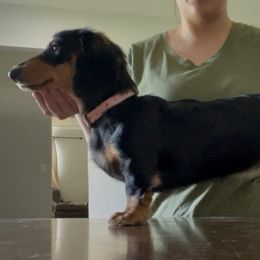 Dachshunds from Lunar Lane Dachshunds