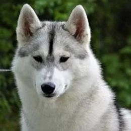 Siberian Huskies from Southern Magnolia Siberians