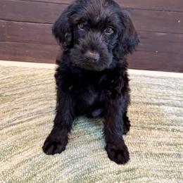 Olive - Black female Labradoodle puppy in Sammamish, Washington from Eastside Labradoodles