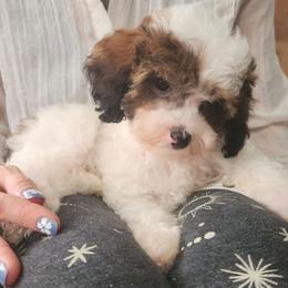 Bear - Parti male Poodle puppy in Saint Cloud, Florida from Rising Star Kennels