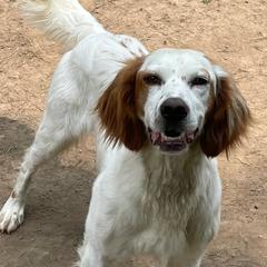 Duke - English Setter