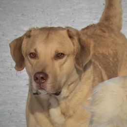 Woodly  - Chesapeake Bay Retriever
