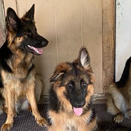 German Shepherds from Lone Starr German Shepherds