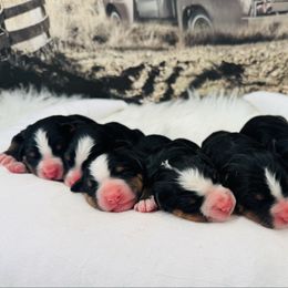 Girl 5 - Black rust and white female Bernese Mountain Dog puppy in Harrisburg, North Carolina from Bunn Ranch Goldens & Bernese