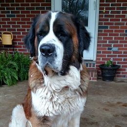 Saint Bernards from SouthSide Saints
