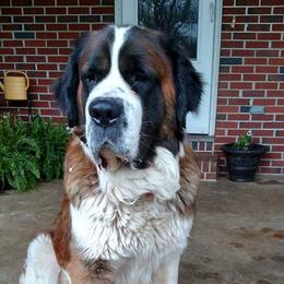 Saint Bernards from SouthSide Saints