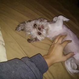 Chikis - Shih Tzu