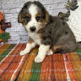 Kat - Blue merle female Assorted Doodle Crosses puppy in Moulton, Iowa from Shondel Puppy Paws