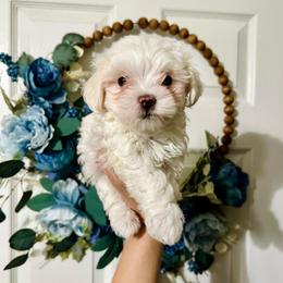 Clover - White male Maltese puppy in Homestead, Florida from Princess’s Maltese Palace