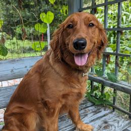Wylie - Golden Retriever