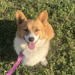 Raider - Pembroke Welsh Corgi