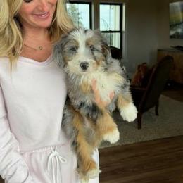 Gizmo - Merle male Bernedoodle puppy in Yuba City, California from Ranch House Doodles