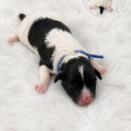 Maverick - Black and white male Aussiedoodle puppy in Hudson, Michigan from Haas Pawz