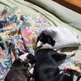 Boston Terrier Puppies from Howell Terriers