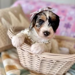 Lorie - Blue merle and white female Sheepadoodle puppy in Spanish Fork, Utah from Maplesierradoodles