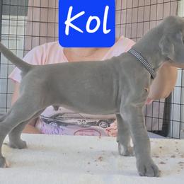 Kol - Blue male Great Dane puppy in Longview, Texas from Lazy A Danes