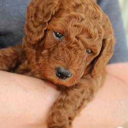 Clove - Red  female Poodle puppy in Jensen Beach, Florida from Pineapple Poodles