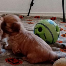 John Henry 4 - Chocolate male Shih Tzu puppy in Grand Prairie, Texas from R&R Shih-Tzus & Stud Services
