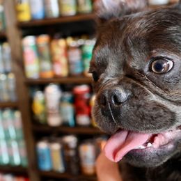 French Bulldogs and Rottweilers from Muletown Rotties