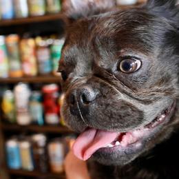 French Bulldogs and Rottweilers from Muletown Rotties