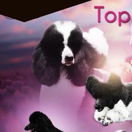 Poodles from Topnotch Poodles