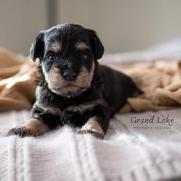 Schnoodles from Grand Lake Poodles & Doodles