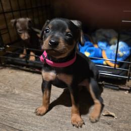 BLBKF1 9-26 Dark Pink - Black and rust female Miniature Pinscher puppy in Middle Point, Ohio from Knisely's Min Pins-AKC