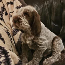 Spinone Italiano Puppies from Asperida Spinoni and Dachshunds