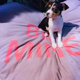 Rat Terrier Puppies from Country Rat Terriers