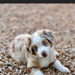 Miniature Australian Shepherd Puppies from Nasser Mini Aussies