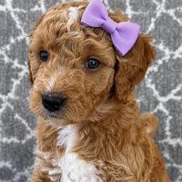 Pearl - Red  female Goldendoodle puppy in Pine Grove, California from Lundee Doodles