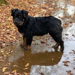 Libby - Toy Australian Shepherd