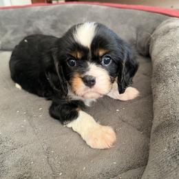 Mr. Orange - Tri-color male Cavalier King Charles Spaniel puppy in Rocky Ford, Colorado from Scofield Cavaliers