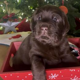 Charlie Brown - Chocolate male Labrador Retriever puppy in Cleveland, Ohio from Brookside Labrador Retrievers