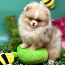 Lola - Lavender female Pomeranian puppy in Stockton, California from Pommiepalace