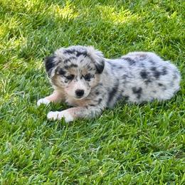 Freckles - Blue merle female Australian Shepherd puppy in California from Eagle River Aussies