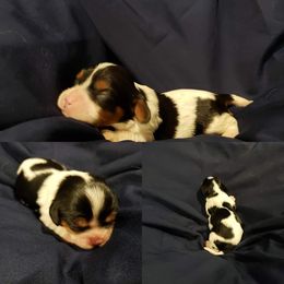 Cavalier King Charles Spaniel Puppies from Southern Edge Kennel