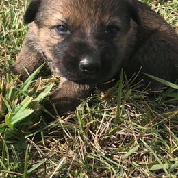 German Shepherds from Vom Berk Haus German Shepherds