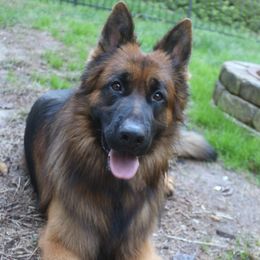 Rocco Presas - German Shepherd