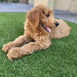 Goldendoodle Puppies from Main Street Goldendoodles
