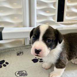 Ren - Brindle and white female Cardigan Welsh Corgi puppy in San Antonio, Texas from White Paws Cardigan Corgis