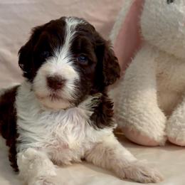 Purdy - Brown and white female Aussiedoodle puppy in Denton, Maryland from Royal Conron Doodles